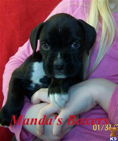 Boxer Puppies for Sale